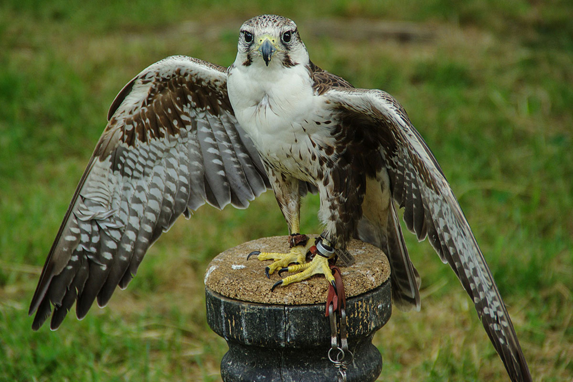 Greifvogelpark Umhausen